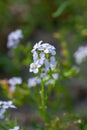 Flower of a European searocket plant, Cakile maritima Royalty Free Stock Photo