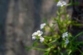 Flower of a European searocket plant, Cakile maritima Royalty Free Stock Photo