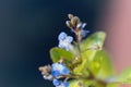 Flower of a European speedwell, Veronica beccabunga