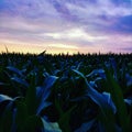 A corn field in the evening sun