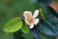 Flower of evergreen ornamental plant, banana shrub or port wine magnolia