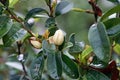 Flower of evergreen ornamental plant, banana shrub or port wine magnolia