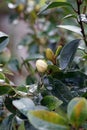 Flower of evergreen ornamental plant, banana shrub or port wine magnolia