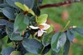 Flower of evergreen ornamental plant, banana shrub or port wine magnolia