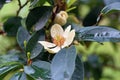 Flower of evergreen ornamental plant, banana shrub or port wine magnolia