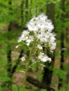 Flower evergreen white