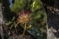 Flower of exotic fruit Monguba pachira aquatica Royalty Free Stock Photo