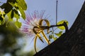 Flower of exotic fruit Monguba pachira aquatica Royalty Free Stock Photo