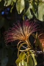 Flower of exotic fruit Monguba pachira aquatica Royalty Free Stock Photo