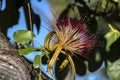 Flower of exotic fruit Monguba pachira aquatica Royalty Free Stock Photo
