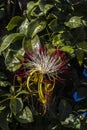 Flower of exotic fruit Monguba (pachira aquatica) Royalty Free Stock Photo