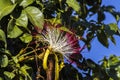 Flower of exotic fruit Monguba (pachira aquatica) Royalty Free Stock Photo