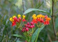 Flower of an exotic plant Jatropha podagrica