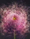 Flower exploding into particles