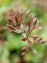 Flower of the Fairy crassula plant