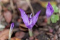 Flower of the fall crocus Crocus banaticus Royalty Free Stock Photo