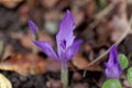 Flower of the fall crocus Crocus banaticus Royalty Free Stock Photo