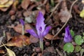 Flower of the fall crocus Crocus banaticus Royalty Free Stock Photo