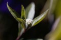 Flower of a false daisy or yerba de tago plant, Eclipta alba