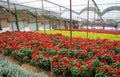 Flower farm