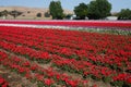 Flower farm in Gilroy Royalty Free Stock Photo