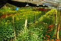 Flower farm nursery in green house