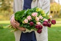 Flower farmer holding armful of specialty double tulips of various colors. Growing cut flowers. Royalty Free Stock Photo