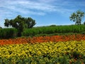 Flower Farms Royalty Free Stock Photo