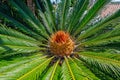 Flower of female Sago palm