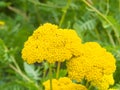 Flower of Fernleaf yarrow or Achillea filipendulina macro, selective focus, shallow DOF