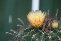 Yellower Flower of Ferocactus Royalty Free Stock Photo
