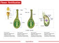 Flower fertilization process illustration