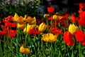 Flower festival at Toowoomba