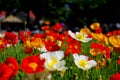 Flower festival at Toowoomba