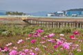 Flower Festival in Yellow Ciy Jangseong, Jeonnam, South Korea, Asia Royalty Free Stock Photo