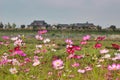 Flower Festival in Yellow Ciy Jangseong, Jeonnam, South Korea, Asia Royalty Free Stock Photo