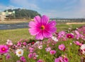 Flower Festival in Yellow Ciy Jangseong, Jeonnam, South Korea, Asia Royalty Free Stock Photo