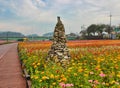 Flower Festival in Yellow Ciy Jangseong, Jeonnam, South Korea, Asia Royalty Free Stock Photo