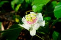 Flower of fetid passionflower (passiflora foetida) or scarletfruit passionflower, wild maracuja, bush passion fruit. Royalty Free Stock Photo