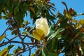 White Flower ficus green leaves