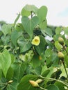 Flower of Ficus religiosa or Sacred fig or Bodhi tree or Pippala tree or Peepal tree or Ashwattha tree.