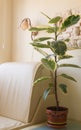 Flower ficus on the table in the white room