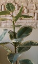 Flower ficus on the table in the white room