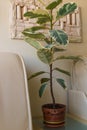 Flower ficus on the table in the white room