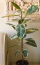 Flower ficus on the table in the white room