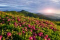 Flower fied. Majestic Carpathian mountains. Beautiful landscape. Breathtaking view Royalty Free Stock Photo