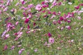 The flower field is so beautiful that sparrows are looking for food!
