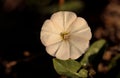 Flower of Field bindweed Convolvulus arvensis, Malta, Mediterranean Royalty Free Stock Photo