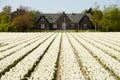 Flower Field on Bloemen Route - Netherlands Royalty Free Stock Photo