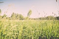 Flower field and blue sky with sun - vintage effect Royalty Free Stock Photo